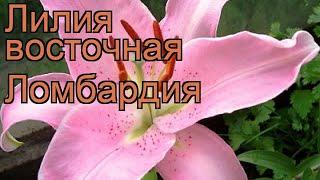 Лилия восточная Ломбардия (lilium)  лилия Ломбардия обзор: как сажать луковицы лилии Ломбардия