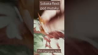 Дерзкая Собака флексит под музыку PSY–Gangnam Style