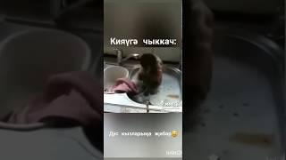 Мартышка моет посуду