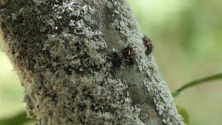 Twice-stabbed Lady Beetle larvae feast on Scale bugs