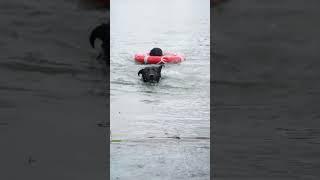 The smart dog saved the drowning person#animals #rescue #dog  #animalrescue