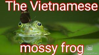 Vietnamese mossy frog