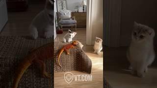 Cat Slaps Lizard and He LOSES It! 