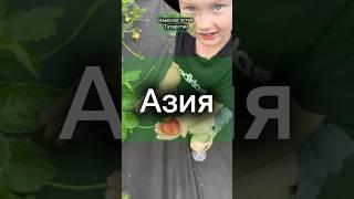 #азия#виноград#ежевика#клубника#ежевика#черенки#саженцы#рассада#садоваяземляника#сад#огород