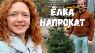 Арендовали живую ёлку в горшке!  | We rented a potted real Christmas tree! 