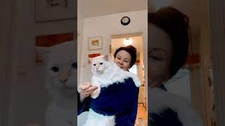 Rose the #catlady #catsofyoutube #mimithecat #funnycatvideos #mrfluffy #tussandaboss