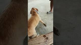 #dog #funny short #mrshashank