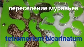 Переселение tetramorium bicarinatum и сборка формикария AntPlanet AntGart