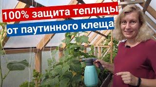 Безопасные меры борьбы с паутинным клещом на огурцах в теплице. Обработал - и сразу съел!