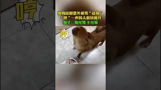 狗狗舔脚意外被骂“舔狗”，“哼”一声转头傲娇离开。狗子：狗可骂 不可辱#dog #宠物生活 #funny #animals #寵物 #萌宠