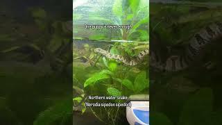 Northern water snake(Nerodia sipedon sipedon) Snake @channing_guest | Falcon Aquarium Services