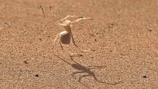 Spider Ninja doing flips