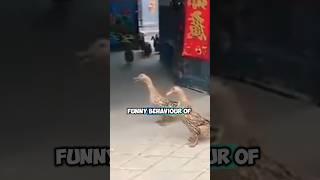 Ducks collecting their friends #Ducks #video #shorts