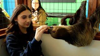 Sloth Bites 15-Year-Old Girl During Pet Store Visit