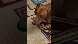 Say dog #dog #dachshund #dogs
