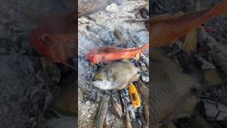 Red Sea BBQ: Squid vs. Fish! 