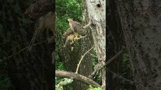 #bird #nature #тетеревятник