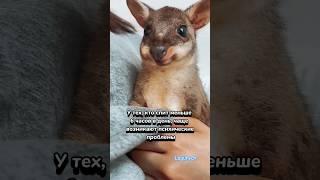 Краткий факт #shorts #viral #trending #рекомендации #факты #animals #животные