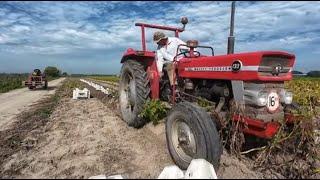 potato breeding #224 new hybrid variety and older year clones consumption harvest.