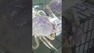 DUNGENESS CRABS Underwater Journey! #crab