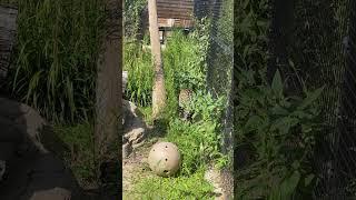 The beast woke up ️ ️ ️ #jaguar #king #mrbeast #mr #fight #animals #just ice st