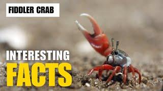 What Are the Most Interesting Facts About  Fiddler Crab? | Interesting Facts | The Beast World