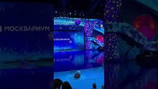 Новогоднее шоу в Москвариум. Декабрь 2021