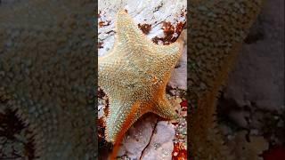 Did You Know Starfish Can Walk? ⭐️ #shorts #starfish #fish