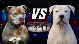 Pitbull Terrier VS Dogo Argentino - PlayTimeArm