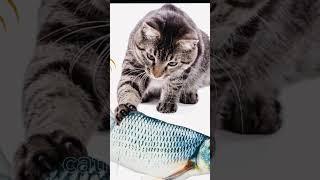 Mermaid cat saves a cat in a pond  #funnycatsanddogsnew #kittens  #cutecatandpuppyworld #0019