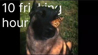 i have no enemy dog (dog with butterfly on nose) 10 HOURS (sped up)