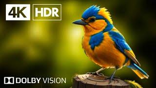 Majestic Birds in 4K HDR Dolby Vision with Immersive Sound Experience