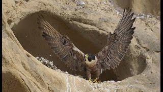 The Peregrine Falcon "a Living Missile"