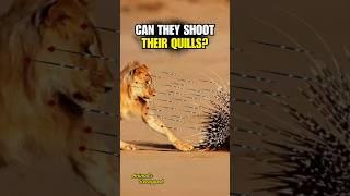 Can Porcupines Shoot Their Quills?