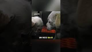 Rescue of a cute dog and her puppies under a container ️‍🩹 #story #dogs