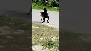 Ngentot di hutan