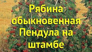 Рябина обыкновенная на штамбе Пендула. Краткий обзор, описание sorbus aucuparia Pendula