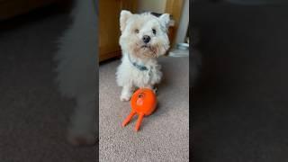 Westie with squeaky toy #pawsclawsandjaws #animalshorts #pets  #dogshorts #westie #squeakytoy