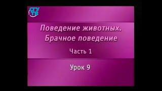 Брачное поведение животных. Урок 1.9. Ухаживание животных. Призывные ароматы и любовные серенады