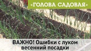 Голова садовая - ВАЖНО! Ошибки с луком весенний посадки