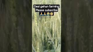 Desi farming please subscribe bro  #fre #bossguild #free #gaming #joinbossguild