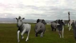 Stampede at Bundoran