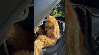 I’ve been keeping a secret from you all. #goldendoodle #dogdad #petfluencer