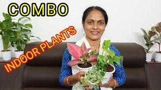AGLONIMA/COMBO OFFER/WHOLE SALE RATE/INDOOR PLANTS/LOW COST EASY CARE/ONLINE PLANTS