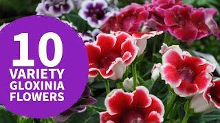 Gloxinia Flower Varieties