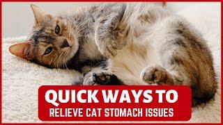 How to Relieve Cat Stomach Issues??(Fast Natural Home Remedies)