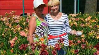 Daylily (Hemerocallis) of Alexander Monaco. Very beautiful music.