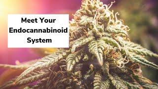 Meet Your Endocannabinoid System | Discover Marijuana