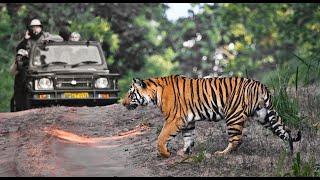 Daily Dose of Nature | Know Before You Go  India Tiger Safari Photo Pro Expedition