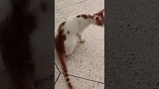 #cats##shorts## عالم#القطط##chat#